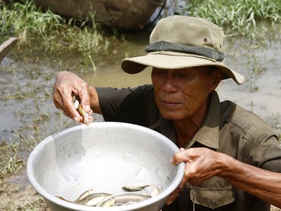 ĐBSCL lũ thấp, ít cá tôm ĐBSCL lũ thấp, ít cá tôm