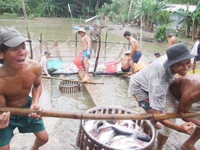 Cá tra và tôm Việt Nam ngơ ngác Thu hoạch cá tra ở ĐBSCL