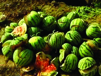 Dưa hấu Trung Quốc nổ bung trên ruộng Dưa nổ trên ruộng