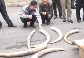 Nhập lậu ngà voi Nhập lậu ngà voi