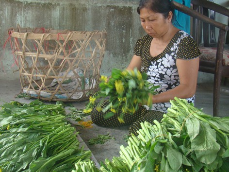 Nông dân quay lưng với VietGAP Nông dân quay lưng với VietGAP