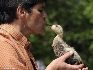 'Bà mẹ bất đắc dĩ' của tám chú vịt con 'Bà mẹ bất đắc dĩ' của tám chú vịt con