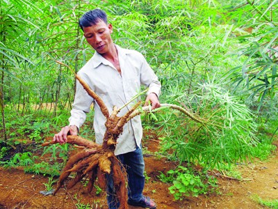 Dân ngồi khóc trên đống sắn Dân ngồi khóc trên đống sắn