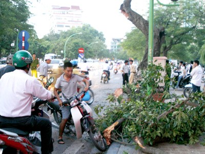 Nhập viện vì cây to đổ trúng người Nhập viện vì cây to đổ trúng người