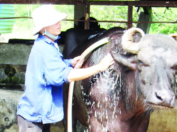 'Đại đệ tử' của Anh hùng Hồ Giáo 'Đại đệ tử' của Anh hùng Hồ Giáo