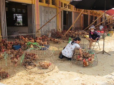 Lờ chỉ đạo của Thủ tướng? Lờ chỉ đạo của Thủ tướng?