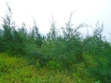 Vừa đi vừa khóc, nữ sinh bị hiếp dâm tập thể Vừa đi vừa khóc, nữ sinh bị hiếp dâm tập thể