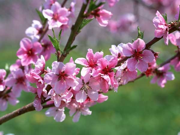 Giờ tốt, hướng tốt trong 9 ngày nghỉ Tết Giờ tốt, hướng tốt trong 9 ngày nghỉ Tết