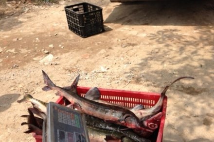 Bắt giữ 810 kg cá tầm không rõ nguồn gốc Bắt giữ 810 kg cá tầm không rõ nguồn gốc