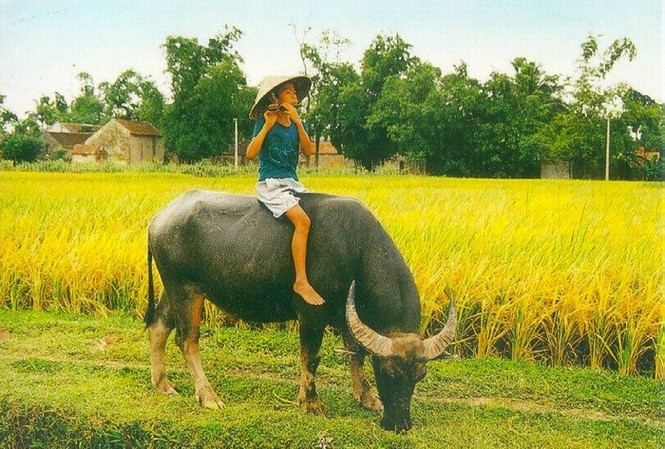 Giá trị của đời sống nông thôn, miền núi, hải đảo Giá trị của đời sống nông thôn, miền núi, hải đảo