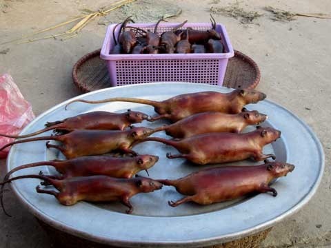 Ngay Hà Nội: Cỗ sang phải có thịt chuột Ngay Hà Nội: Cỗ sang phải có thịt chuột