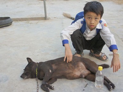 Chưa thể khẳng định chó đực sinh con Chưa thể khẳng định chó đực sinh con