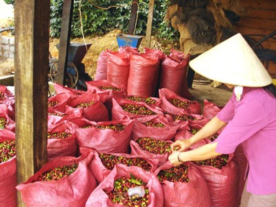 Nhiều chiêu lừa đảo mùa thu hoạch cà phê Phổ biến tình trạng thu hoạch cả quả xanh lẫn quả chín