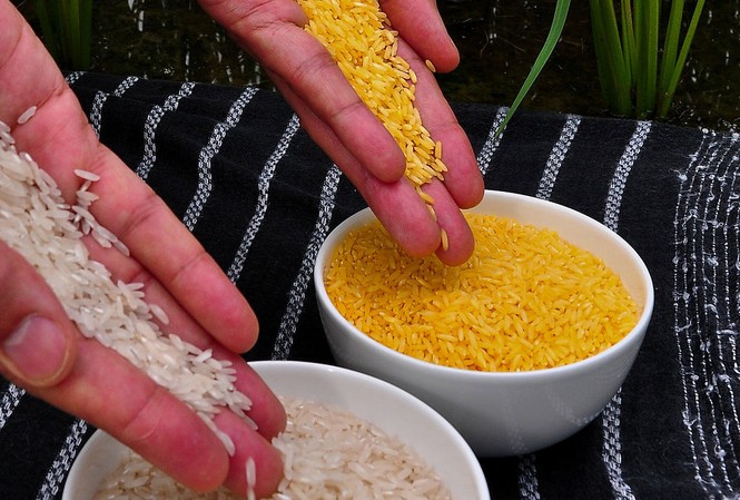 Trung Quốc và Mỹ bí mật cho trẻ em ăn thử gạo vàng biến đổi gen Loại gạo này được coi là một giải pháp cho vấn đề thiếu vitamin A ở trẻ em