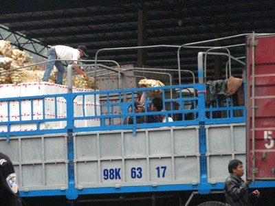 Còn đó rủi ro hoa quả độc hại Lấy mẫu để kiểm tra dịch hại tại cửa khẩu Tân Thanh - Lạng Sơn