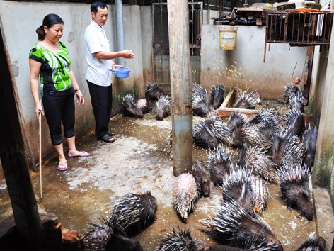 Chiêu thoát khó của Êm “Bảy Món” Chiêu thoát khó của Êm “Bảy Món”