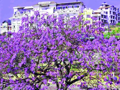 Săn phượng tím cổ thụ Săn phượng tím cổ thụ
