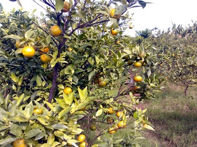 Đồng loạt chặt bỏ Cam Canh vì chín bất thường Đồng loạt chặt bỏ Cam Canh vì chín bất thường
