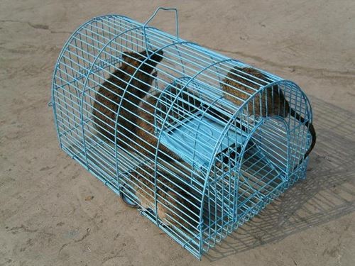 Trường giao học sinh chỉ tiêu... bắt chuột Trường giao học sinh chỉ tiêu... bắt chuột