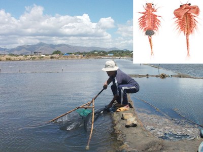 Diêm dân đổ xô nuôi artemia Thu hoạch artemia ở đồng muối Chí Công (Bình Thuận) Ảnh: M.C
Ảnh nhỏ: Artemia cái (trái) và đực (phải) Ảnh: Zabudo