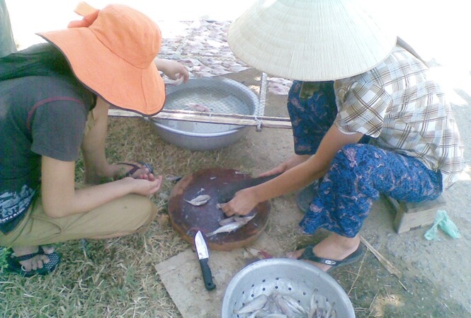 Hà Tĩnh: Xẻ thịt cá nóc làm món ăn Bất chấp nguy hiểm, ngư dân vùng biển vẫn xẻ thịt cá nóc để ăn.