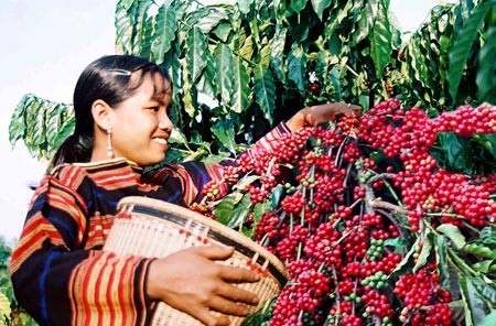 Mua tạm trữ cà phê chỉ đạt 8% kế hoạch Mua tạm trữ cà phê chỉ đạt 8% kế hoạch