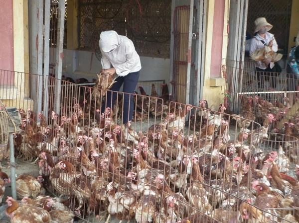 Chợ đầu mối mỗi ngày tiêu thụ hàng chục tấn gà thải lậu Chợ đầu mối mỗi ngày tiêu thụ hàng chục tấn gà thải lậu
