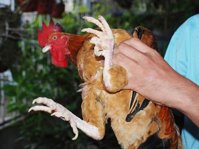 'Gà chín cựa' nhởn nhơ giữa Thủ đô 'Gà chín cựa' nhởn nhơ giữa Thủ đô