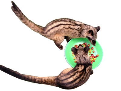 Cà phê chồn - Huyền thoại và hiện thực Cà phê chồn - Huyền thoại và hiện thực
