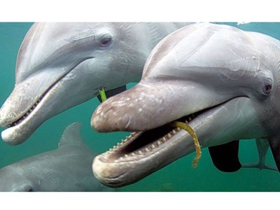 Cá heo cũng biết tỏ tình Cá heo cũng biết tỏ tình