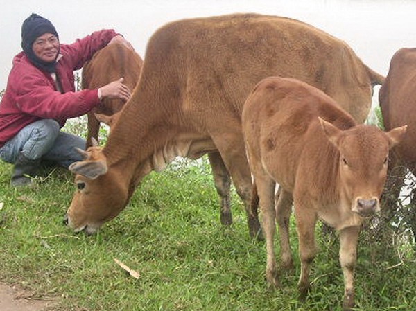 Đi tìm thuốc giấu cứu ngàn trâu Đi tìm thuốc giấu cứu ngàn trâu