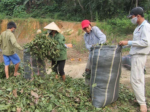 Dân lại đổ xô gom lá cò ke bán qua Trung Quốc Dân lại đổ xô gom lá cò ke bán qua Trung Quốc