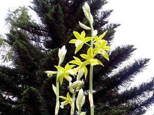 Nữ hoàng 'Sắc lan mùa đông' Nữ hoàng 'Sắc lan mùa đông'