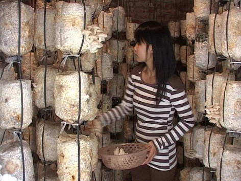 Trồng nấm sò Trồng nấm sò