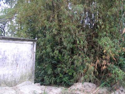 Trót dại có con, học sinh lớp 12 bỏ con trong bụi tre Trót dại có con, học sinh lớp 12 bỏ con trong bụi tre