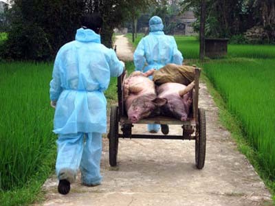 Dịch tai xanh tấn công trại giống ở Hòa Bình Dịch tai xanh tấn công trại giống ở Hòa Bình