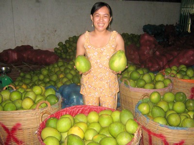 Bưởi Năm Roi treo bằng tiêu chuẩn toàn cầu Thương hiệu bưởi Năm Roi Mỹ Hòa đang lo không duy trì được lâu dài
