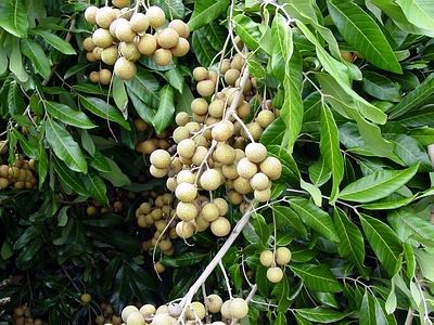 Hà Nội: Nhãn muộn vào mùa, thương lái Hà Nội: Nhãn muộn vào mùa, thương lái "săn" hàng
