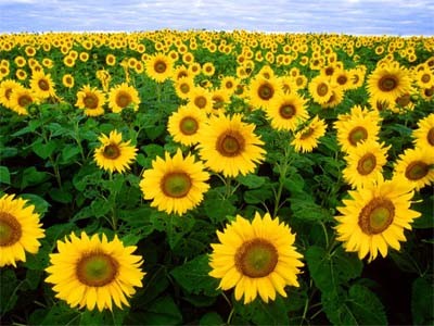 Nhật dùng cây hoa hướng dương khử xạ cho đất Nhật dùng cây hoa hướng dương khử xạ cho đất