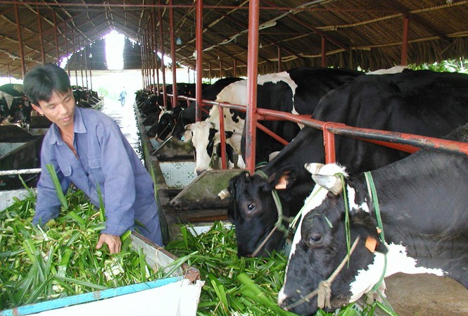 TPHCM: Nông dân bỏ bò sữa vì thua lỗ TPHCM: Nông dân bỏ bò sữa vì thua lỗ