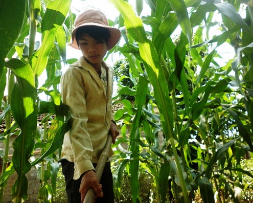 Cậu học trò làm thuê nuôi bố mẹ bệnh tật Cậu học trò làm thuê nuôi bố mẹ bệnh tật