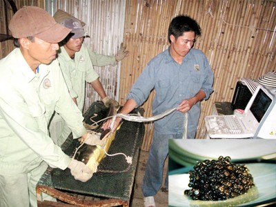 Tuyệt kỹ trứng cá nghìn đô Tuyệt kỹ trứng cá nghìn đô
