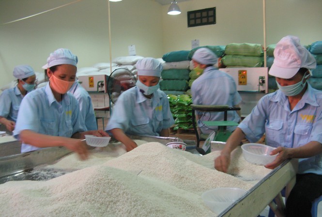 Gạo gắn mác an toàn đầu tiên ở Việt Nam Gạo gắn mác an toàn đầu tiên ở Việt Nam