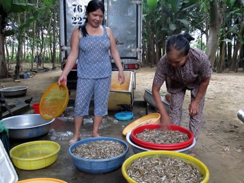Nỗi niềm cá bống sông Trà Nỗi niềm cá bống sông Trà