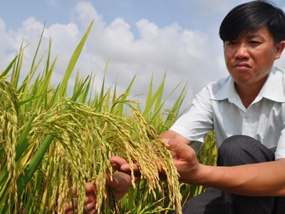 Cánh đồng “sức mạnh sinh học” Cánh đồng “sức mạnh sinh học”