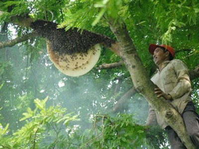 Nghề 'săn' trái ké và các chiêu làm mật ong giả Nghề 'săn' trái ké và các chiêu làm mật ong giả