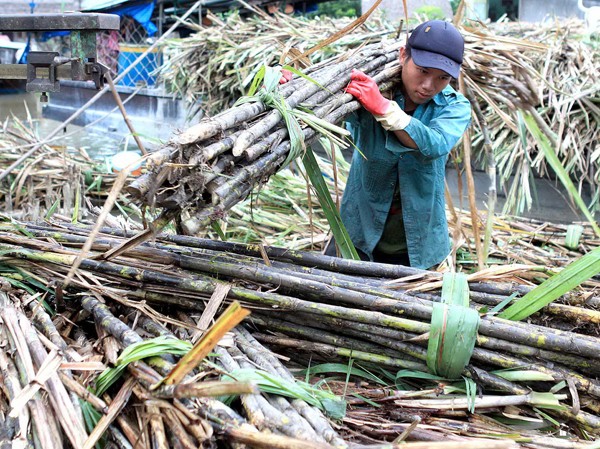 Kiểm tra thông tin giá đường bị thao túng Nông dân chưa chắc được hưởng lợi từ giá đường cao Ảnh: Văn Tuân