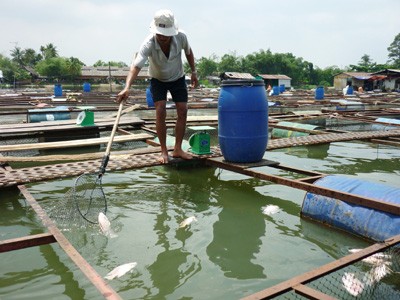 Hàng trăm hộ phải giải nghệ Hàng trăm hộ phải giải nghệ