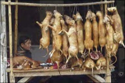 Hà Nội: Cấm thịt chó ở Dương Nội vì có phẩy khuẩn tả Hà Nội: Cấm thịt chó ở Dương Nội vì có phẩy khuẩn tả