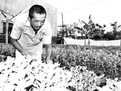Nông dân mượn đất “treo” để sản xuất Nông dân mượn đất “treo” để sản xuất